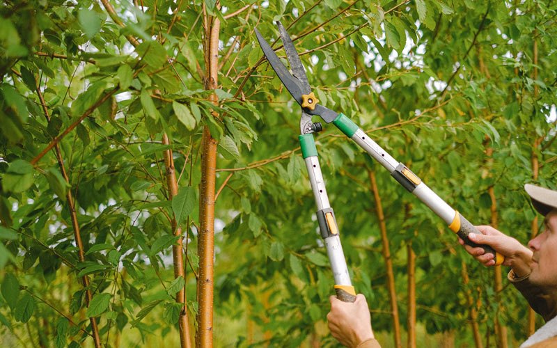 Tree trimming in Albion, ID